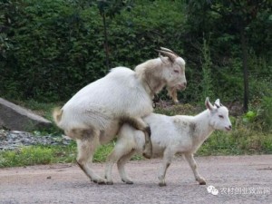 人与牲口牲恔配智能生物繁育系统