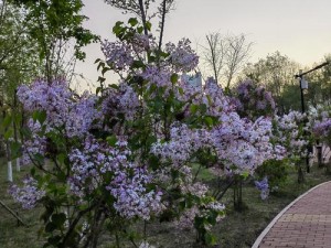 激情五月，在丁香的花海中感受大自然的魅力