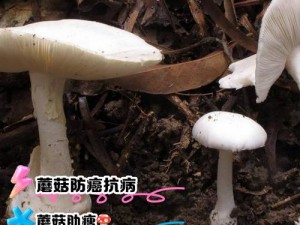 失落的方舟蘑菇：神秘功效揭秘与实用价值探索