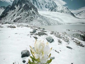 幻塔雪莲花位置分布详解：全面解析雪莲花生长区域与分布特点