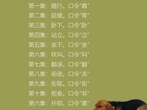 k9 犬奴化训练教程日记之专业犬只训练课程