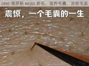 секс 俄罗斯 ведо 多毛，滋养毛囊，浓密毛发