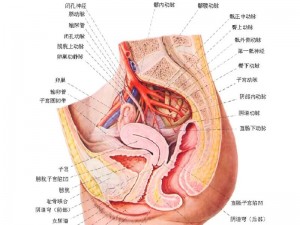 了解女性人体内部结构，探索健康奥秘