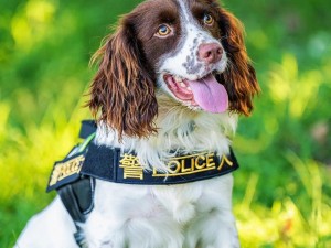 张警犬 9 分 10 秒头撞玻璃视频观看：感受震撼与勇气的力量