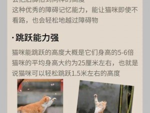 全民宠物猫技能解析：深入剖析猫的本性及其技能特点分析