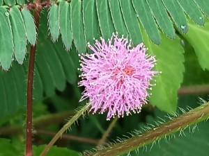 这款含羞草，株形散落，羽叶纤细秀丽，其叶片一碰即闭合，给人一种文弱清秀的印象，非常清清爽爽