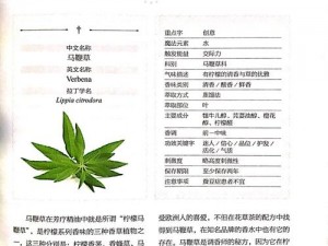 高档马鞭草精油，温和不刺激，男受扒开屁股鞭打臀缝惨叫也不怕