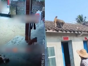 生猴子不盖被子视频教程，教你如何在冬季不盖被子也能保持温暖