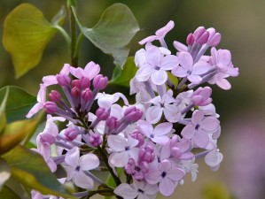 最新高清正版丁香花免费在线观看完整