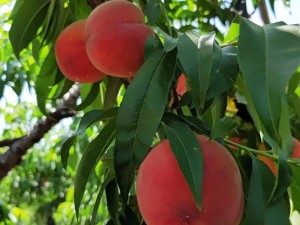 坤坤升进桃子(视频)：美味多汁的桃子，源自大自然的馈赠