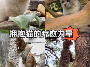 猫咪乐园探秘攻略：田园种植技巧与家中猫咪照料全解析