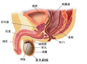 舌舔高潮，体验极致愉悦，感受无尽快感