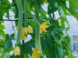 草莓丝瓜芭乐视频【草莓丝瓜芭乐视频：一场水果与蔬菜的奇妙交融】