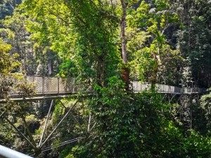 仙踪林视频入口欢迎您,仙踪林视频：探索神秘仙境的入口，欢迎您的到来