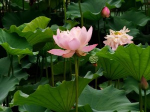 女人的莲花多久闭合—女人的莲花在什么情况下会闭合？闭合时间与哪些因素有关？