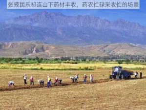 张掖民乐祁连山下药材丰收，药农忙碌采收忙的场景