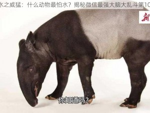 《水之威猛：什么动物最怕水？揭秘微信最强大脑大乱斗第10关》