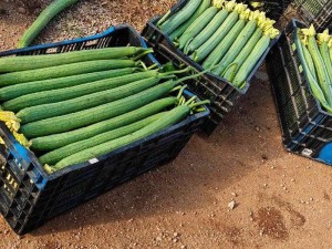 豆奶富二代榴莲草莓丝瓜【富二代的口味：豆奶、榴莲、草莓和丝瓜】