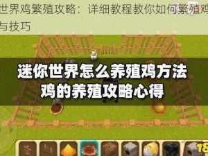 迷你世界鸡繁殖攻略：详细教程教你如何繁殖鸡群的方法与技巧