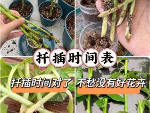 韩式 72 种扦插方式：让你的植物繁殖变得轻松简单