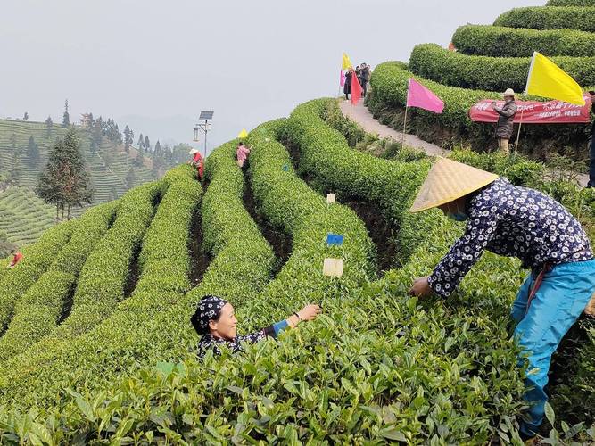 仙踪林网站入口欢迎你，品味独特的茶韵风情