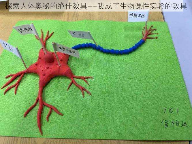 探索人体奥秘的绝佳教具——我成了生物课性实验的教具