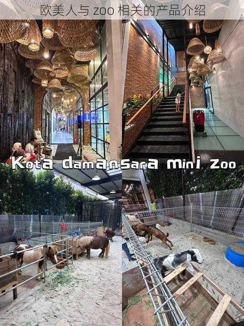 欧美人与 zoo 相关的产品介绍