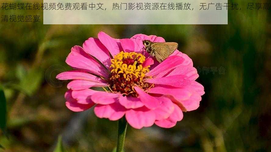 花蝴蝶在线视频免费观看中文，热门影视资源在线播放，无广告干扰，尽享高清视觉盛宴