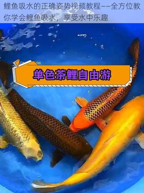 鲤鱼吸水的正确姿势视频教程——全方位教你学会鲤鱼吸水，享受水中乐趣