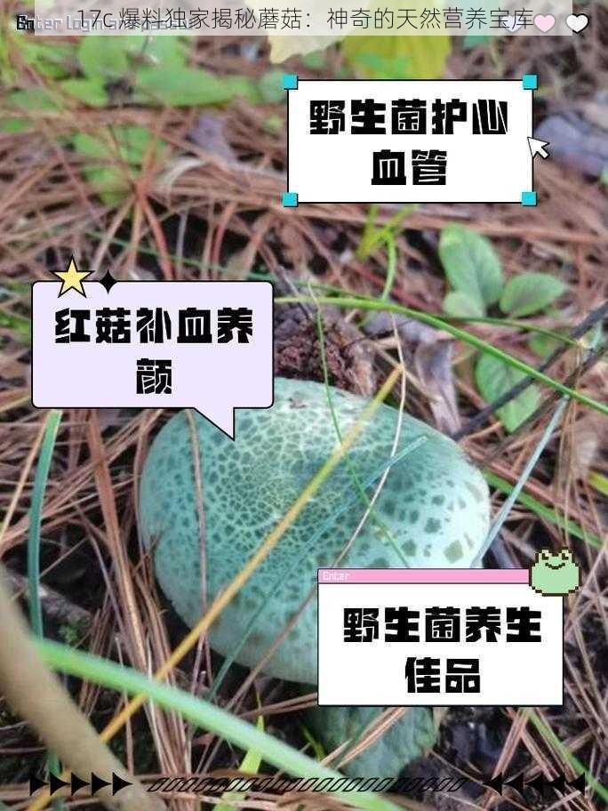 17c 爆料独家揭秘蘑菇：神奇的天然营养宝库