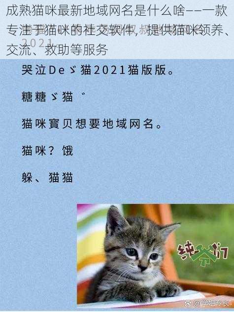 成熟猫咪最新地域网名是什么啥——一款专注于猫咪的社交软件，提供猫咪领养、交流、救助等服务