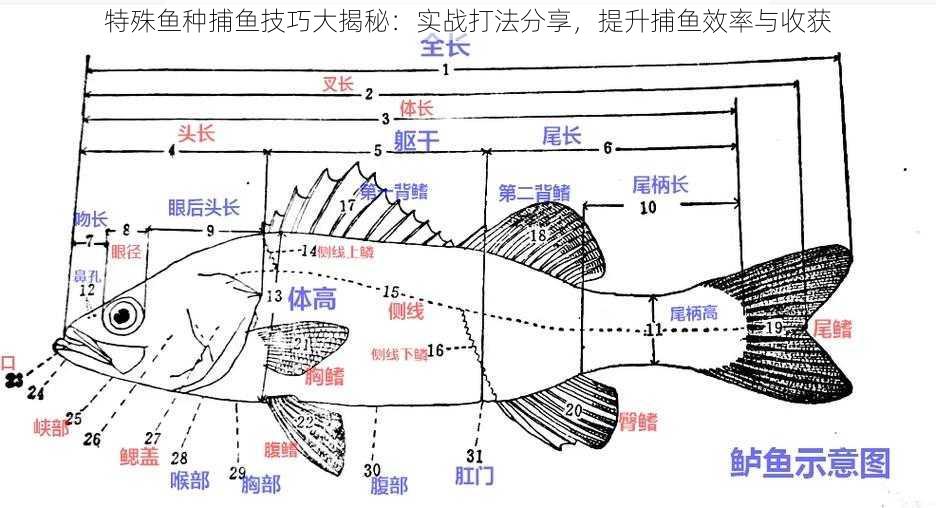 特殊鱼种捕鱼技巧大揭秘：实战打法分享，提升捕鱼效率与收获