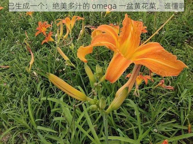 已生成一个：绝美多汁的 omega 一盆黄花菜，谁懂啊