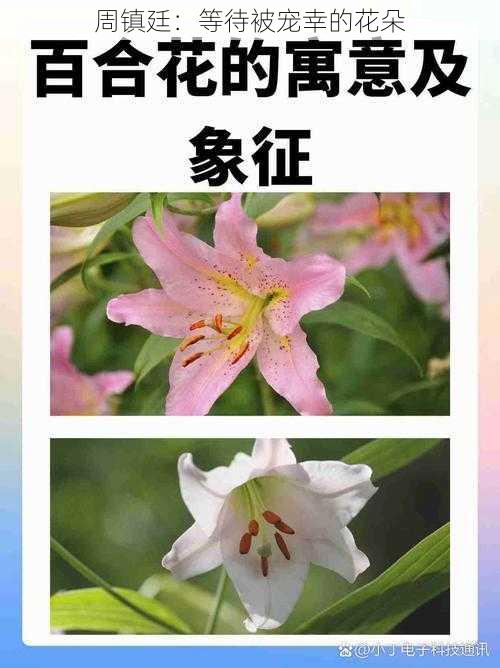 周镇廷：等待被宠幸的花朵