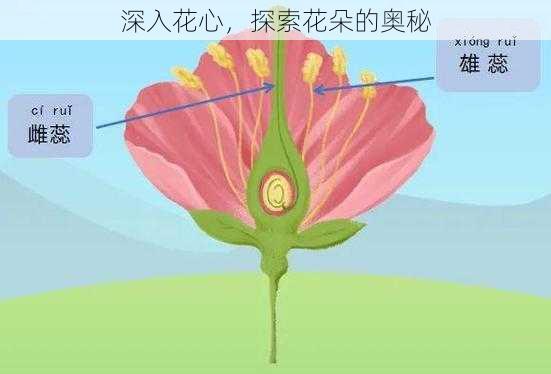 深入花心，探索花朵的奥秘