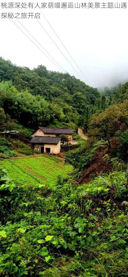 桃源深处有人家萌喵邂逅山林美景主题山遇探秘之旅开启