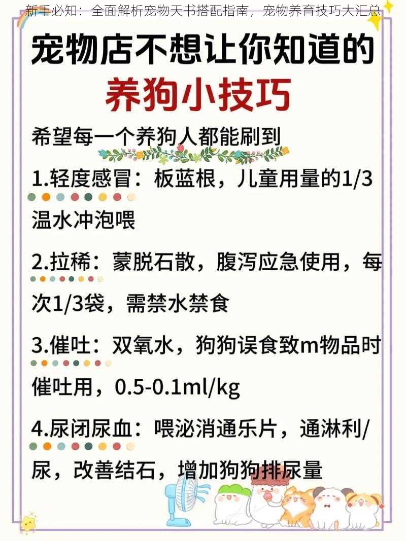 新手必知：全面解析宠物天书搭配指南，宠物养育技巧大汇总