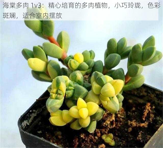 海棠多肉 1v3：精心培育的多肉植物，小巧玲珑，色彩斑斓，适合室内摆放