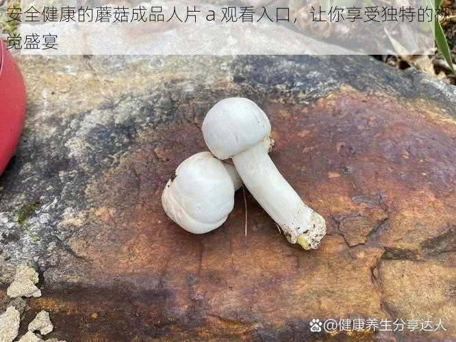 安全健康的蘑菇成品人片 a 观看入口，让你享受独特的视觉盛宴