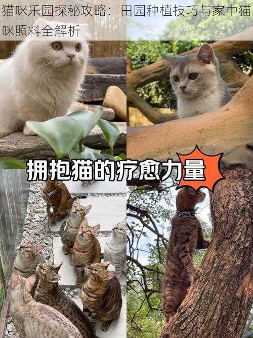 猫咪乐园探秘攻略：田园种植技巧与家中猫咪照料全解析