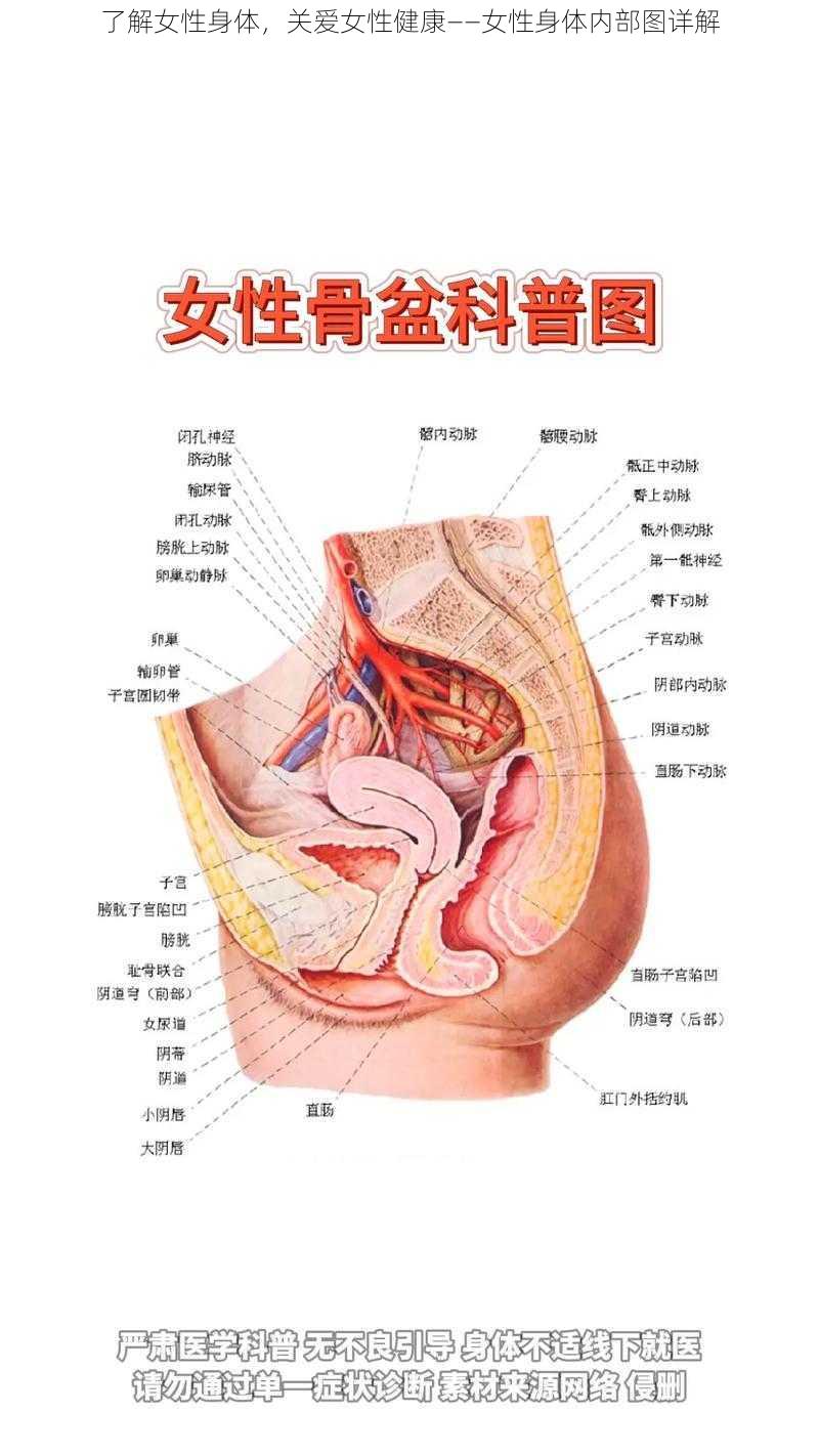 了解女性身体，关爱女性健康——女性身体内部图详解