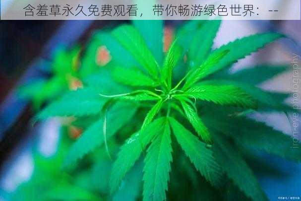 含羞草永久免费观看，带你畅游绿色世界：--