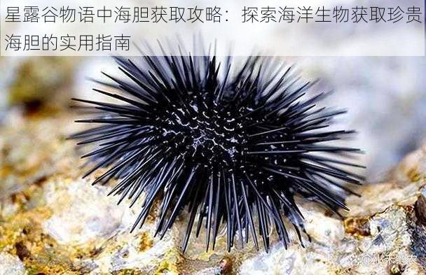 星露谷物语中海胆获取攻略：探索海洋生物获取珍贵海胆的实用指南