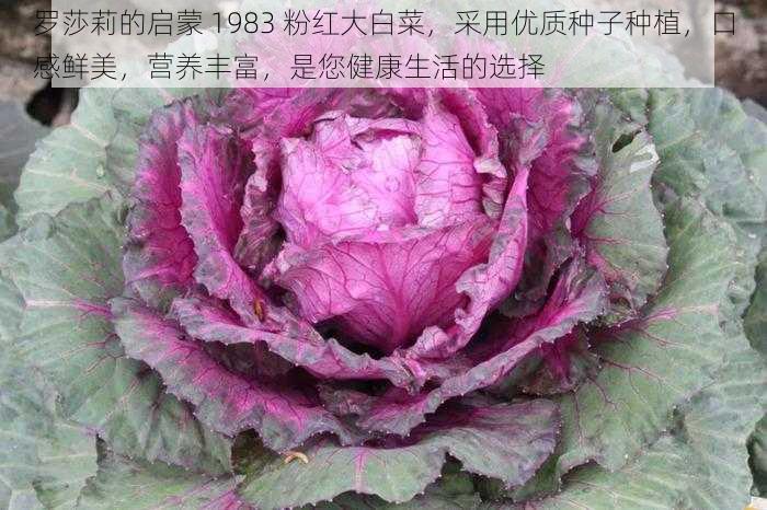 罗莎莉的启蒙 1983 粉红大白菜，采用优质种子种植，口感鲜美，营养丰富，是您健康生活的选择