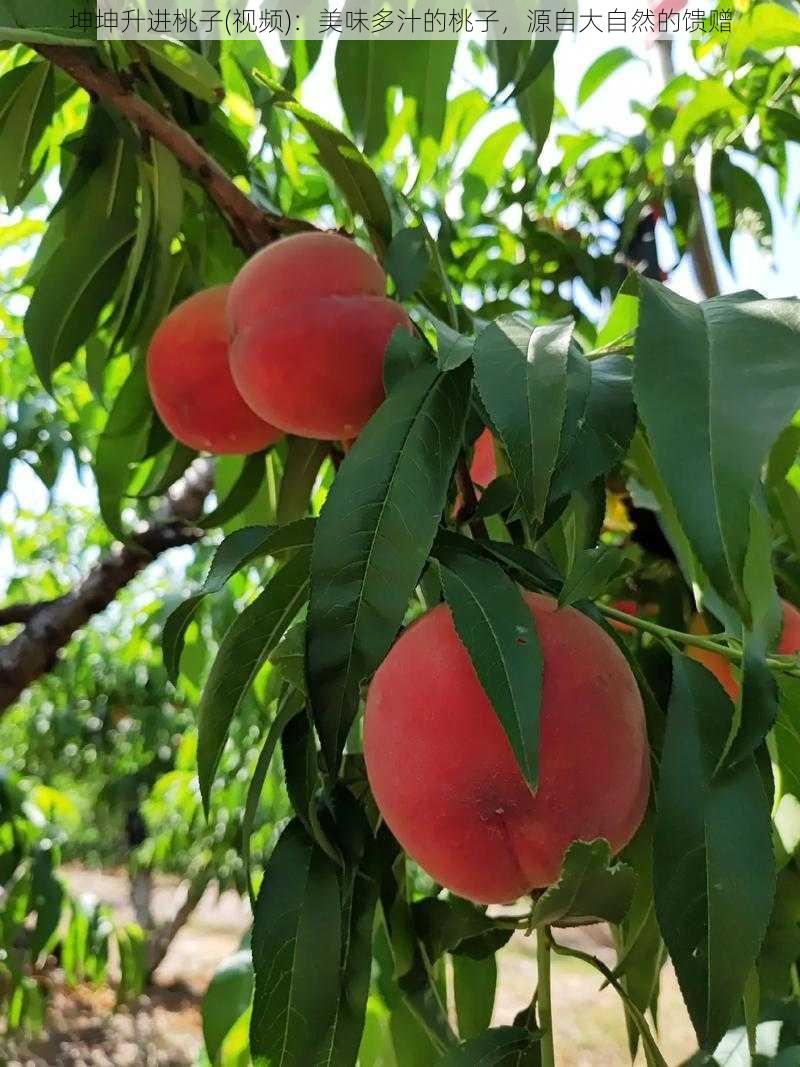 坤坤升进桃子(视频)：美味多汁的桃子，源自大自然的馈赠