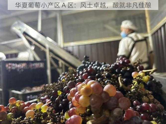 华夏葡萄小产区 A 区：风土卓越，酿就非凡佳酿