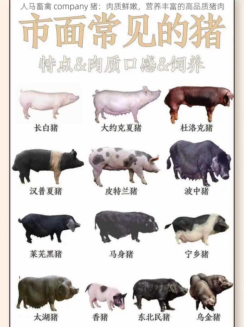 人马畜禽 company 猪：肉质鲜嫩，营养丰富的高品质猪肉