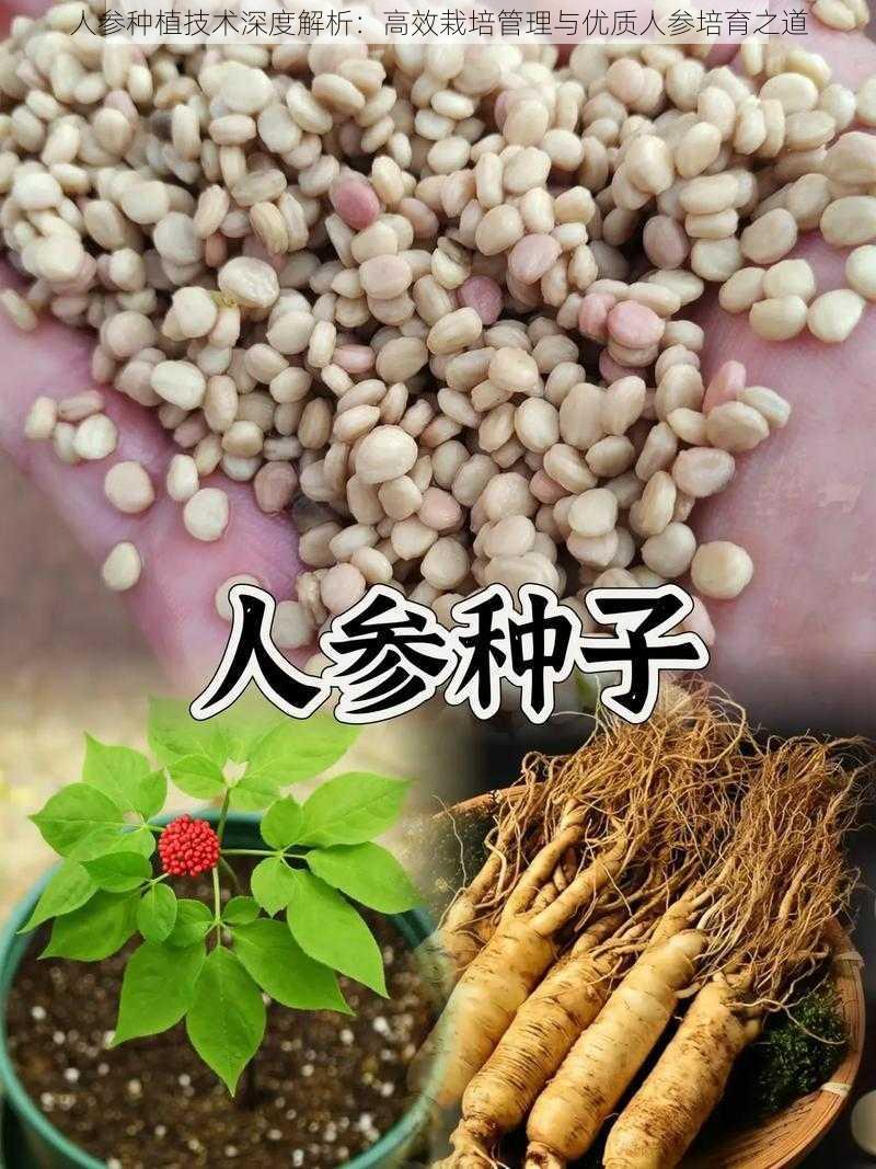 人参种植技术深度解析：高效栽培管理与优质人参培育之道