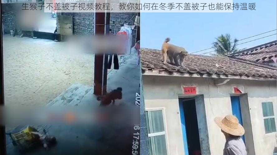 生猴子不盖被子视频教程，教你如何在冬季不盖被子也能保持温暖