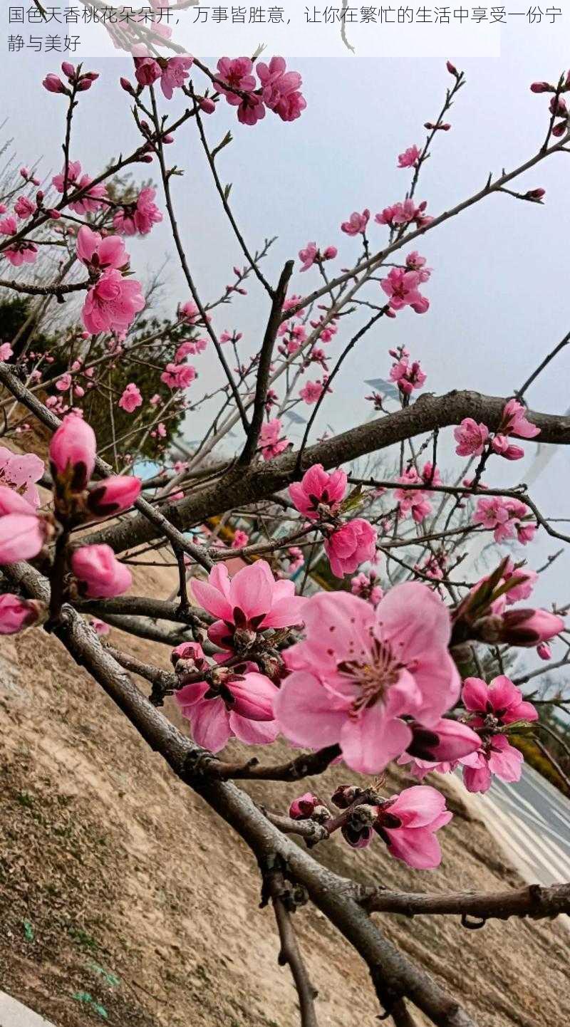 国色天香桃花朵朵开，万事皆胜意，让你在繁忙的生活中享受一份宁静与美好